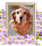 ミニチュアダックスの火葬