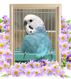 ペット火葬(インコの火葬)