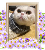 ペット火葬(猫の火葬)