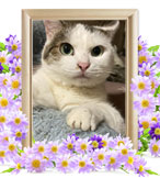 ペット火葬(猫の火葬)