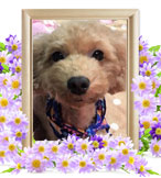 ペット火葬(犬の火葬)