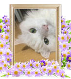 ペット火葬(猫の火葬)