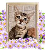 ペット火葬(猫の火葬)