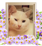 ペット火葬(猫の火葬)