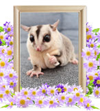 モモンガの火葬