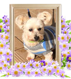 ペット火葬(犬の火葬)