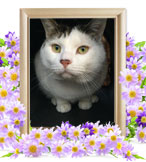 ペット火葬(猫の火葬)