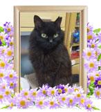 ペット火葬(猫 火葬)