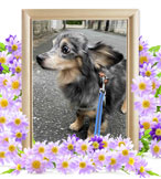 ペット火葬(犬の火葬)