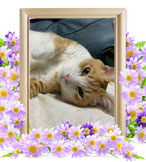 ペット(猫)の火葬