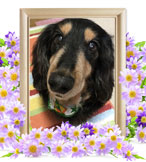 ペット火葬(犬の火葬)