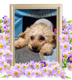 トイプードルの火葬