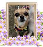 犬の火葬(チワワ)