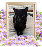 ペット火葬(猫の火葬)