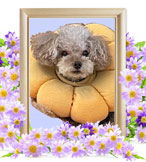 犬の火葬(トイプードル)