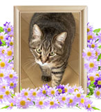 猫の火葬(あずき)