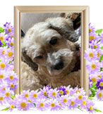 ペット火葬(犬の火葬)