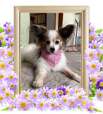 ペット火葬(犬火葬)