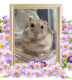 ハムスターの火葬