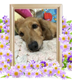 ペット火葬(犬の火葬)