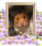 ペット火葬(ハムスターの火葬)