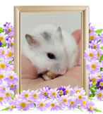 ペット火葬(ハムスターの火葬)