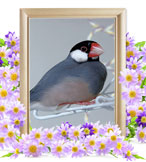 ペット火葬(文鳥の火葬)