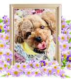 ペット火葬(犬の火葬)