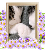 ペット火葬(猫の火葬)