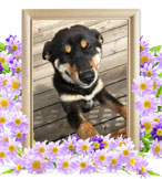 ペット(犬)の火葬