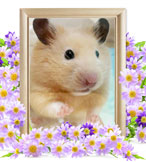 ペットの火葬(ハムスター火葬)