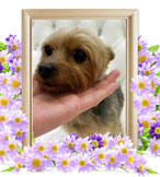 ペットの火葬(犬火葬)