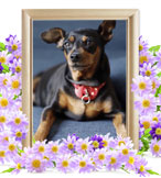 ペット火葬(犬の火葬)