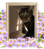 ペット火葬(猫の火葬)