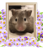 ハムスターの火葬