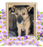 ペット火葬(犬の火葬)