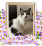 ペット火葬(猫 火葬)