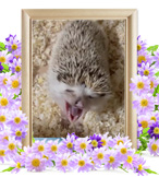 ハリネズミの火葬