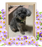 ペット火葬(犬の火葬)