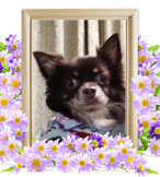 ペット火葬(犬の火葬)