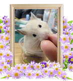 ハムスターの火葬