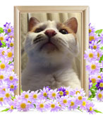 ペットの火葬(猫火葬)