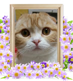 ペット火葬(猫の火葬)