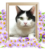 ペット火葬(猫の火葬)