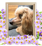 犬の火葬(トイプードル)