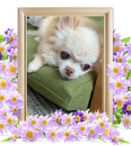 ペット火葬(犬の火葬)