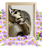 モモンガの火葬