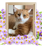 ペット火葬(猫の火葬)