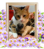 ペットの火葬(猫火葬)