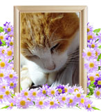 ペット火葬(猫の火葬)